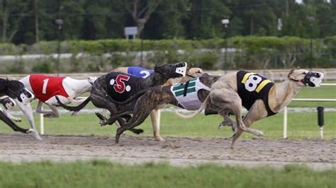 Greyhound Betting Strategy to Improve Your Bets for 2024.